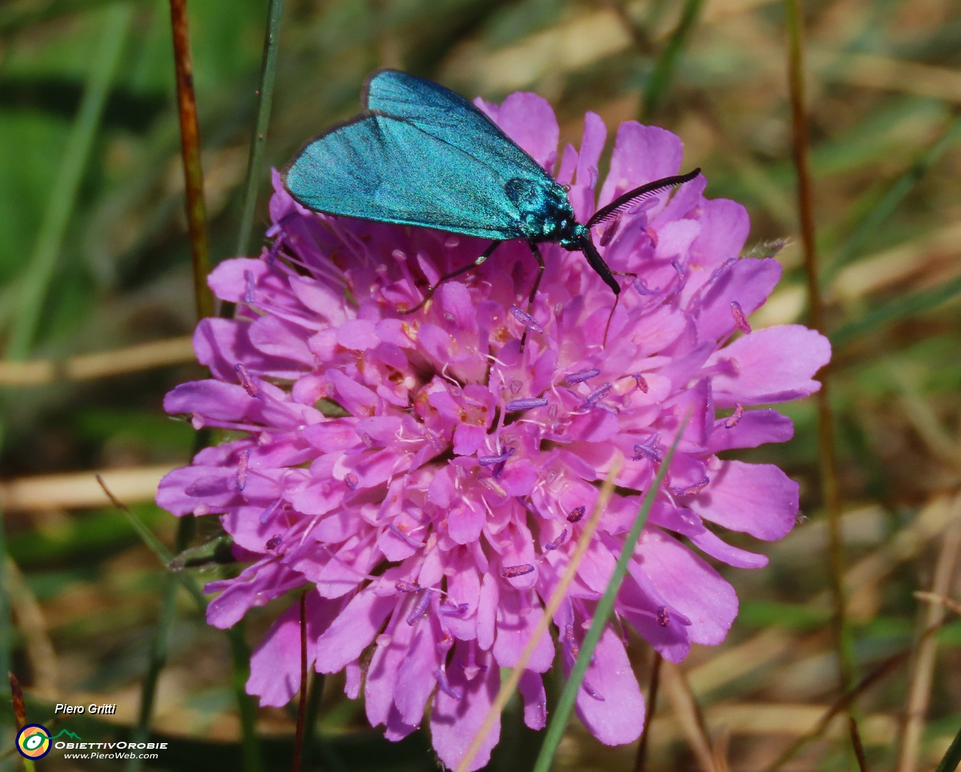 02 Knautia longifolia con farfalla adscita .JPG